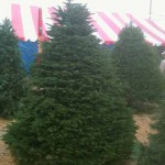 Grand Fir Holiday Tree in the San Fernando Valley