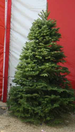 Noble Fir Christmas Tree in Van Nuys